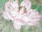画家吴惠敏荷花作品