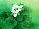 长白山山花系列1