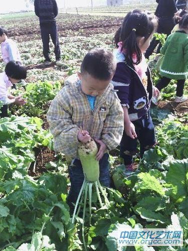 萝卜拔出来了