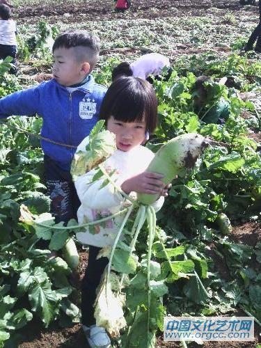 萝卜还挺好拔的