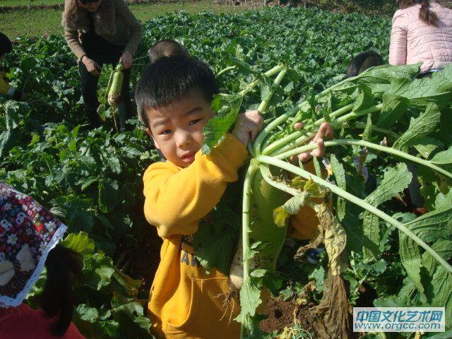 萝卜还挺好拔的