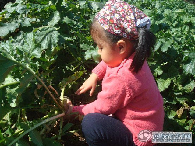 嘿哟嘿哟拔萝卜