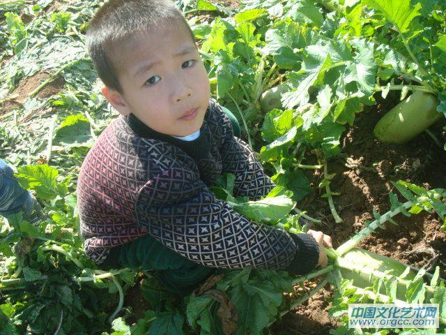 拔萝卜，拔啊拔