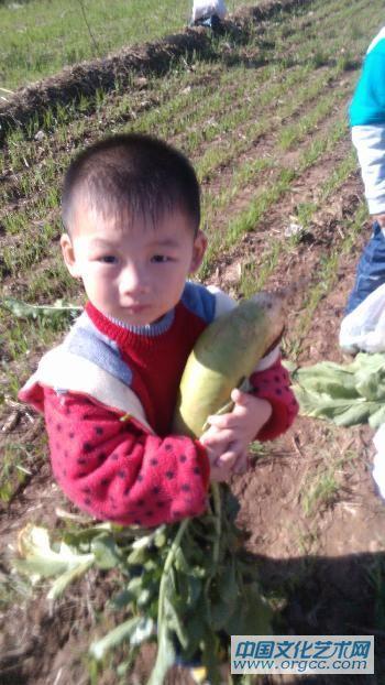 田园拔萝卜