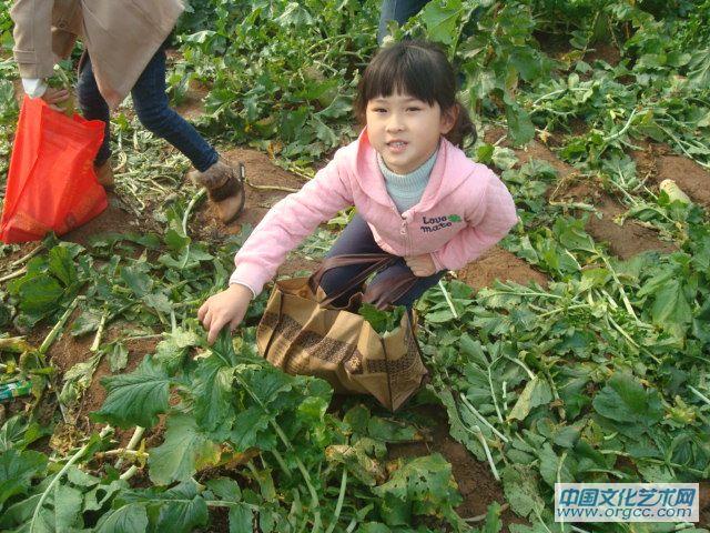 嘿哟嘿哟拔萝卜