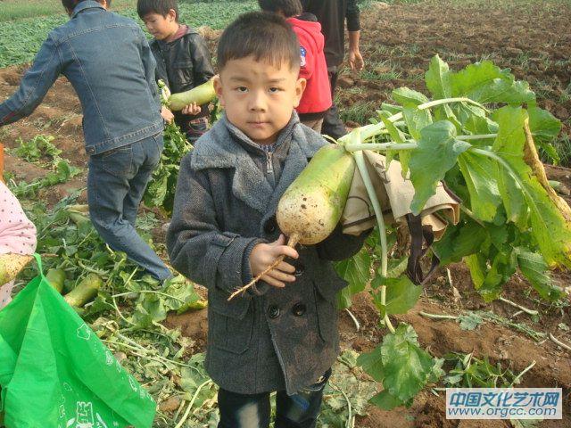 拔的大萝卜