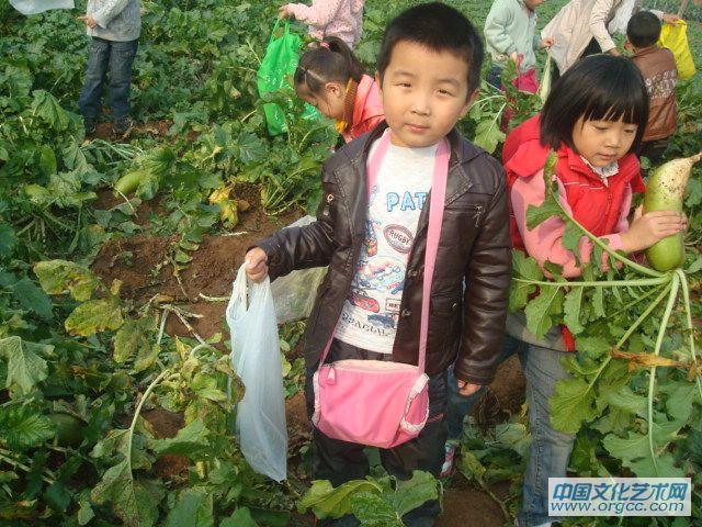 萝卜地里忙着拔萝卜