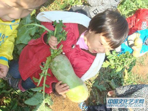 把萝卜抱回家
