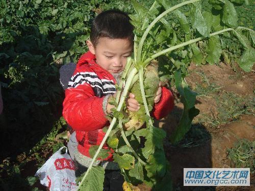 这是萝卜叶，不能吃，拽掉