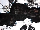 画家郭伊滨花鸟作品《春归》
