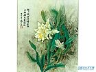 《昙花》工笔画