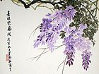 春晚紫藤开