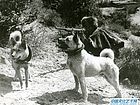 狩 猎