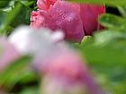 花王