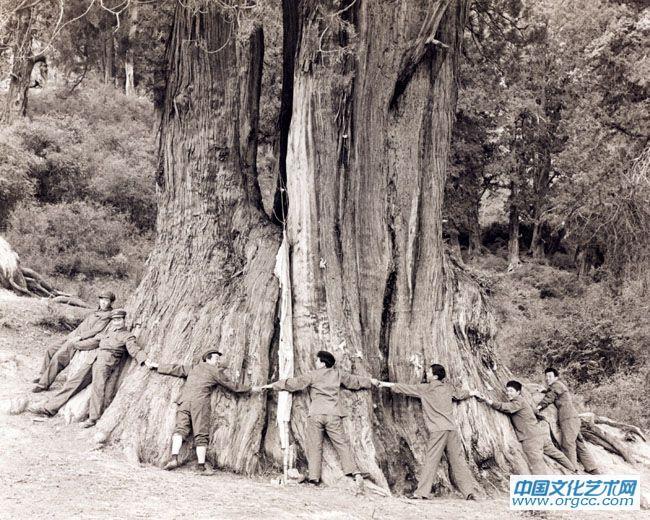 万年古柏
