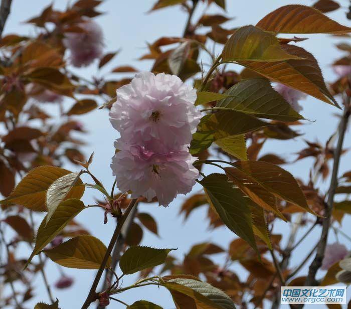 花卉