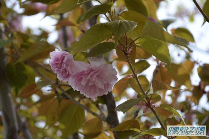 花卉