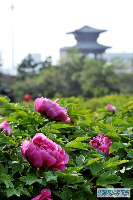 花王