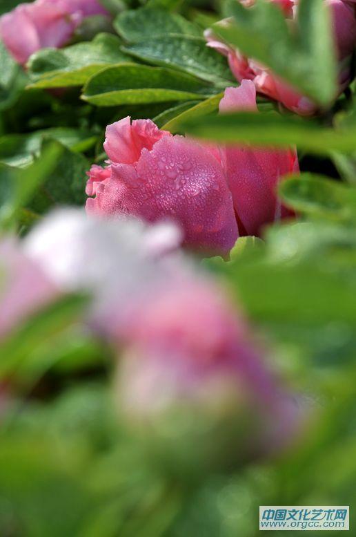 花王