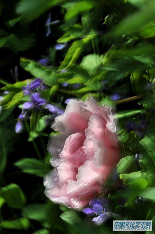 花王