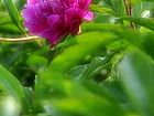 五月花神