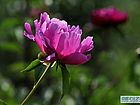 五月花神