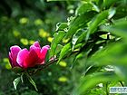 五月花神