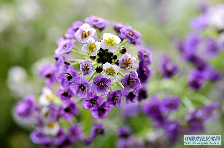 路边小花