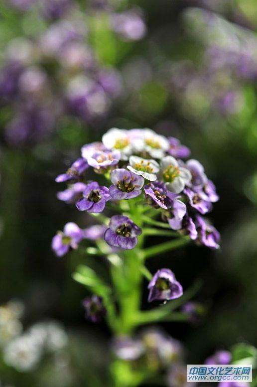 路边小花