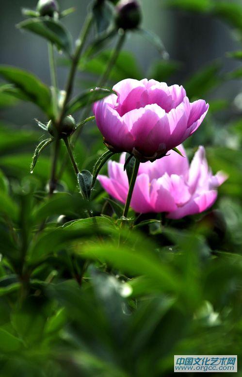 五月花神