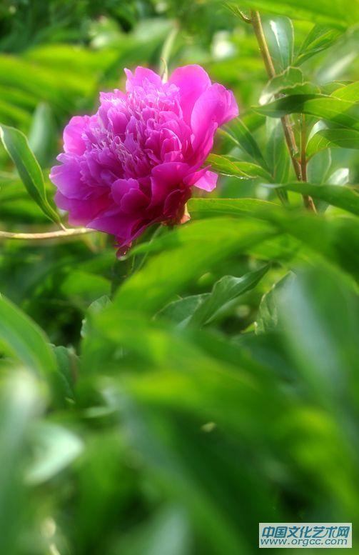 五月花神