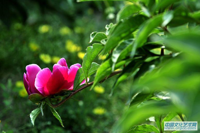 五月花神