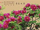 摄影作品 花开富贵