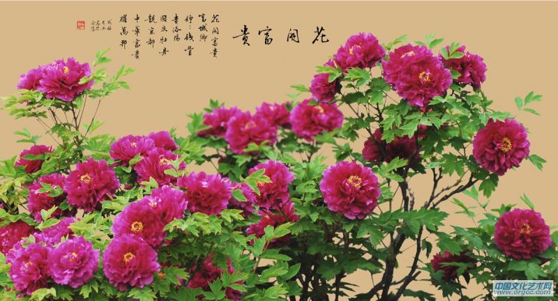 摄影作品 花开富贵