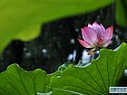 婷立