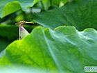 蜓立