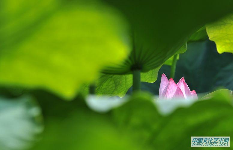龙都新荷