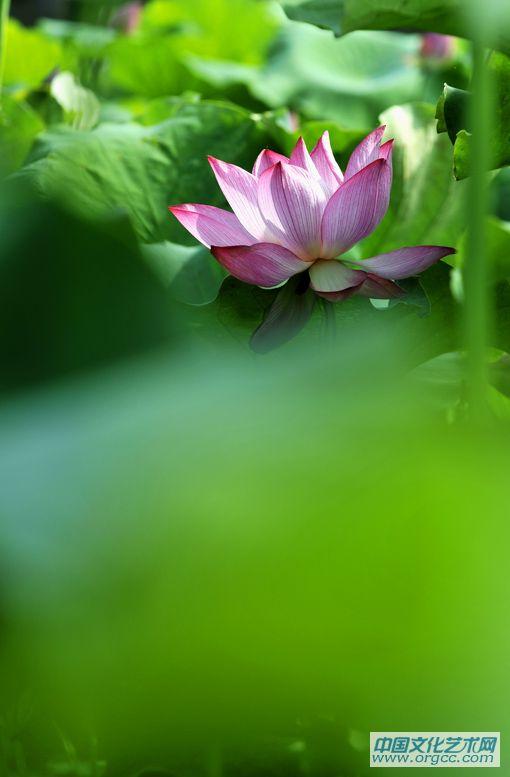 龙都新荷