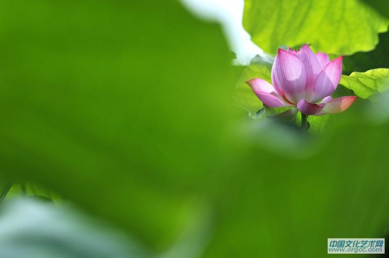 高洁