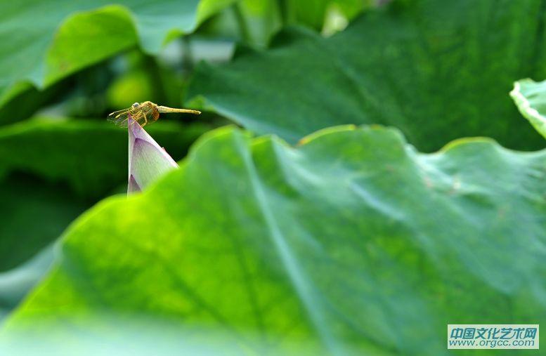 蜓立