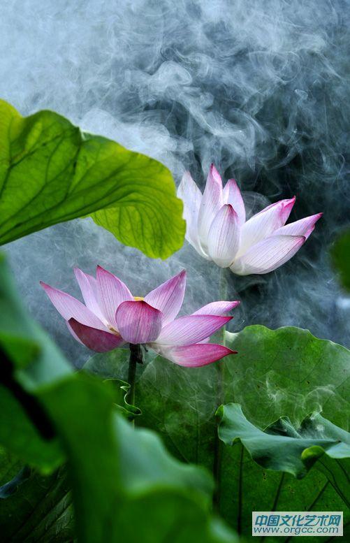 雾荷