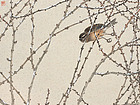 郭慧庆花鸟画