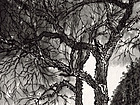 画家张国亮山水作品《龙门石窟写生系列之二十一》