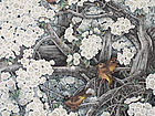 画家康利民工笔花鸟作品