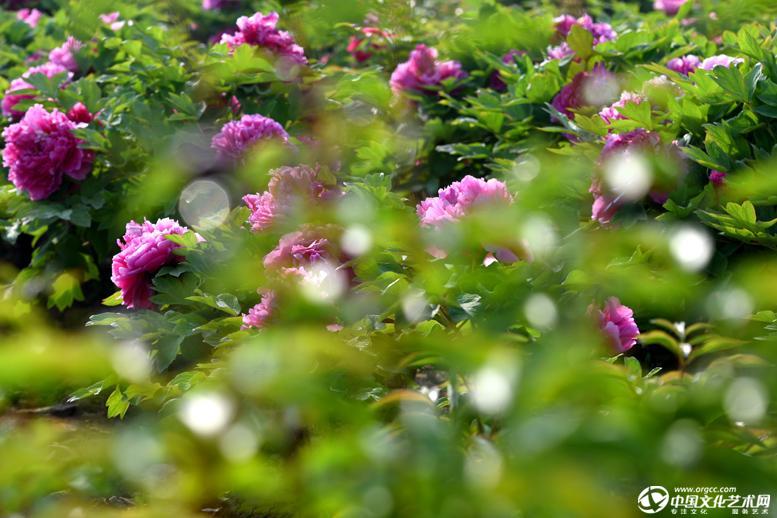 芍牡丹-花鸟虫鱼-王新民作品-摄影家 王新民 官方网站-文化艺术网
